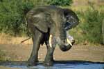 Elephant in South Africa