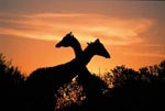 Giraffe in South Africa